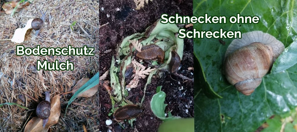 Schnecken auf Mulchmaterial in einem Living-Soil-Garten mit reichhaltigem Bodenleben und organischem Mulch aus Pflanzenresten