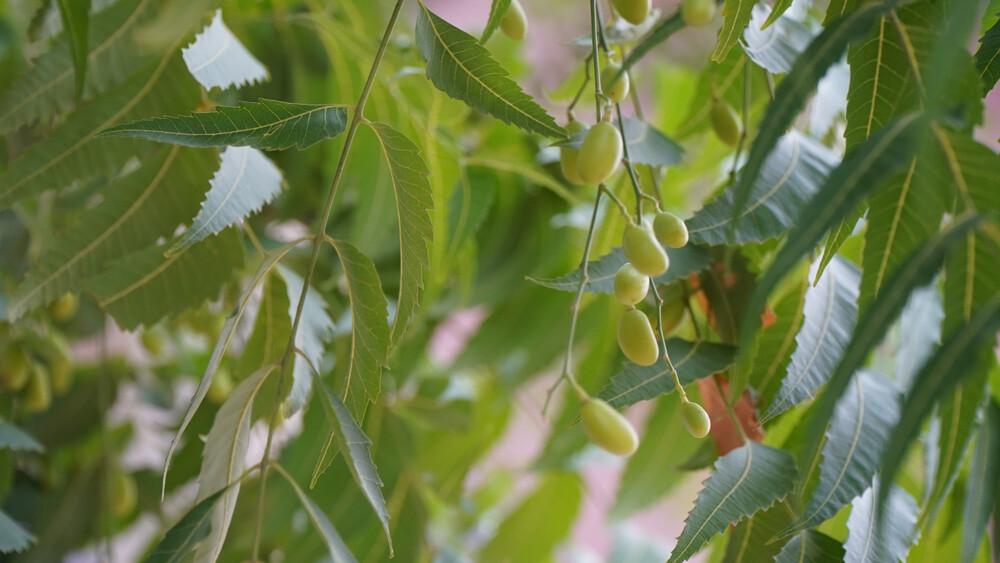 Neem-Blätter mit Früchten (Samen des Neembaums), natürliche Grundlage für Neem Cake als organischer Dünger